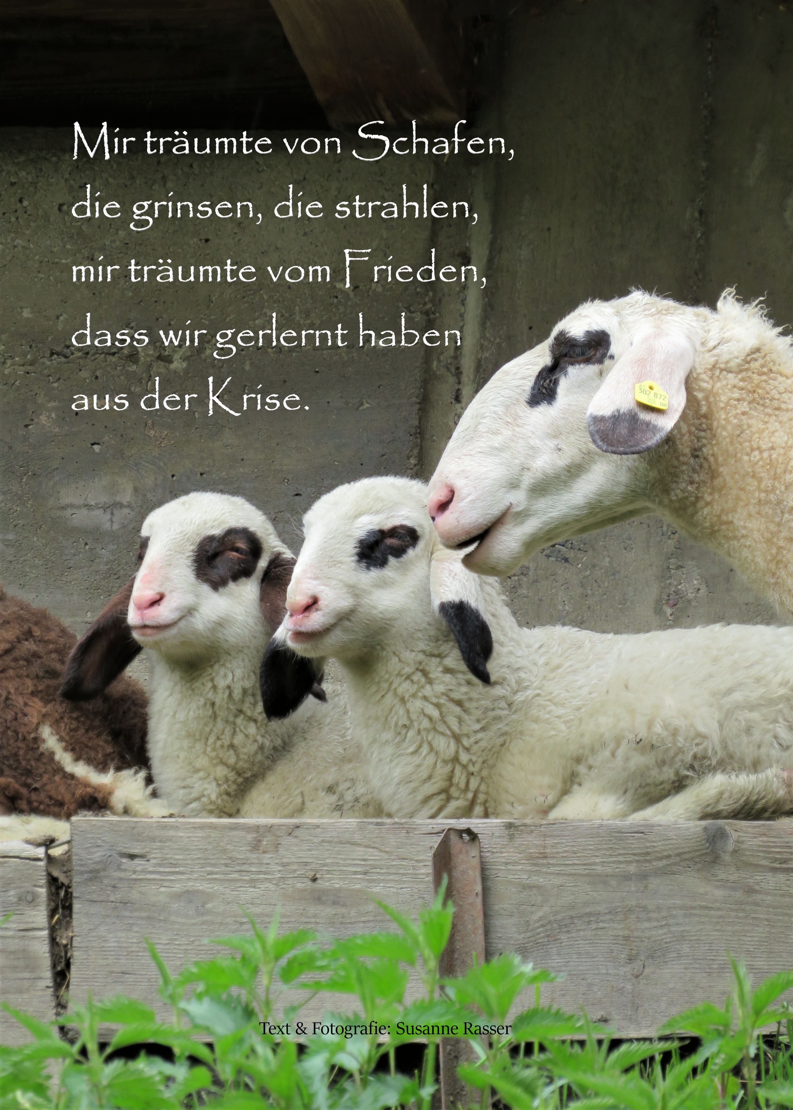 Schaf Ausstellung